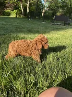 Lucy Belle, a female Cockapoo for sale in Lexington, KY – Photo 2 of 3