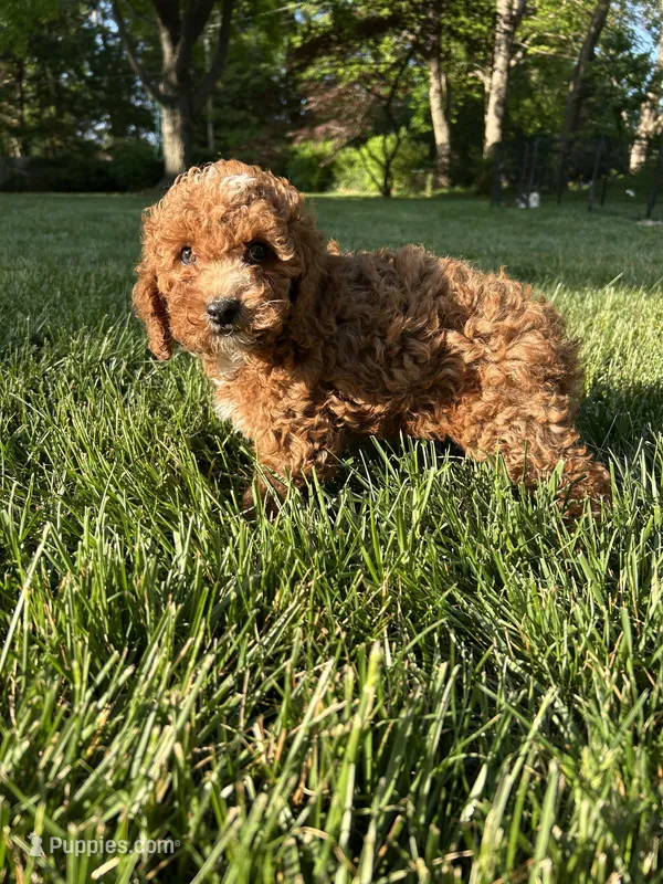 Lucy Belle – Cockapoo puppy for sale in Lexington, KY