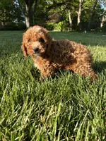 Lucy Belle, a female Cockapoo for sale in Lexington, KY – Photo 1 of 3