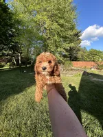 Lucy Belle, a female Cockapoo for sale in Lexington, KY – Photo 3 of 3