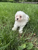Minnie, a female Bichon Frise for sale in Lexington, KY – Photo 2 of 5
