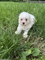 Minnie, a female Bichon Frise for sale in Lexington, KY – Photo 3 of 5