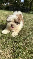 Twinkie, a female Bichon Frise and Shih Tzu for sale in Lexington, KY – 5 of 5