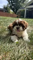 Chunky, a male Bichon Frise and Shih Tzu for sale in Lexington, KY – 3 of 5