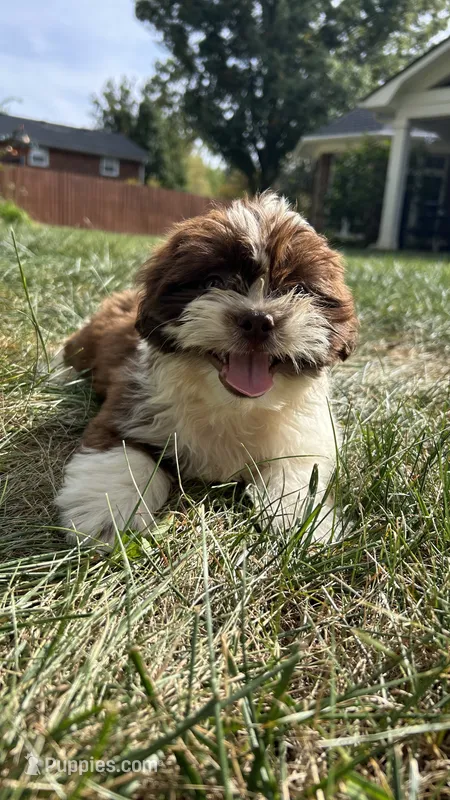 Chunky – Bichon Frise, Shih Tzu puppy for sale in Lexington, KY