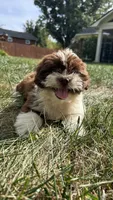 Chunky, a male Bichon Frise and Shih Tzu for sale in Lexington, KY – 1 of 5