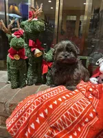 Berry, a male Bichon Frise and Shih Tzu for sale in Lexington, KY – Photo 7 of 7