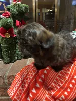 Berry, a male Bichon Frise and Shih Tzu for sale in Lexington, KY – Photo 5 of 7