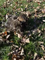 Berry, a male Bichon Frise and Shih Tzu for sale in Lexington, KY – Photo 3 of 7