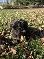 Berry, a male Bichon Frise and Shih Tzu for sale in Lexington, KY – Photo 6 of 7