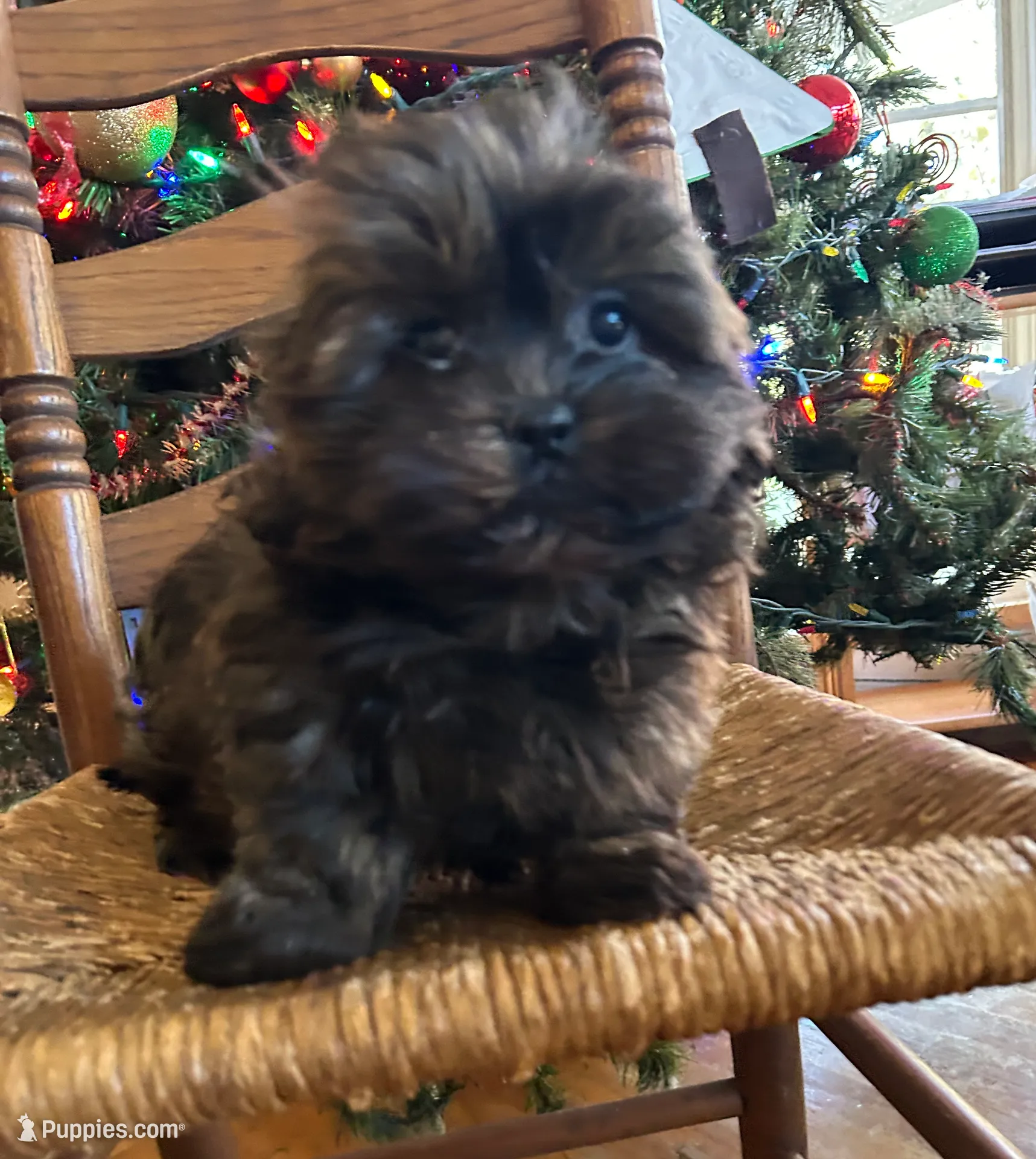 Berry, a male Bichon Frise and Shih Tzu for sale in Lexington, KY – Photo 2 of 7