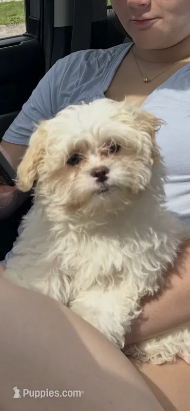 Cypress  – Bichon Frise, Shih Tzu puppy for sale in Lexington, KY