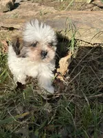 Lily, a female Bichon Frise and Shih Tzu for sale in Lexington, KY – Photo 3 of 4