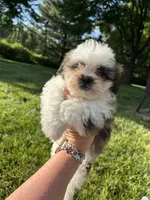Lily, a female Bichon Frise and Shih Tzu for sale in Lexington, KY – Photo 1 of 4