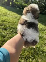 Lily, a female Bichon Frise and Shih Tzu for sale in Lexington, KY – Photo 2 of 4