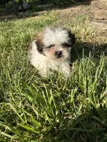 Lily, a female Bichon Frise and Shih Tzu for sale in Lexington, KY – Photo 4 of 4