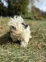 Smores, a female Bichon Frise and Shih Tzu for sale in Lexington, KY – 2 of 4