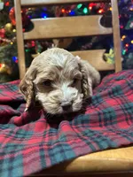 processed/044051c6-b77f-4b6f-b0bf-28759459f537/listing/c5816524-1094-48a1-87f2-dfac5eafad1b/8c7b6fb7-c1ab-4e7d-877f-3b97d117e963