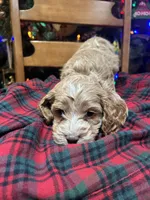 processed/044051c6-b77f-4b6f-b0bf-28759459f537/listing/c5816524-1094-48a1-87f2-dfac5eafad1b/ff4cc78b-28d4-462e-acaf-a08904275089