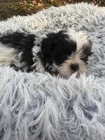 Oreo, a male Bichon Frise and Shih Tzu for sale in Lexington, KY – Photo 2 of 4