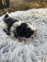 Oreo, a male Bichon Frise and Shih Tzu for sale in Lexington, KY – Photo 4 of 4