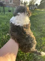 Mopsy, a female Bichon Frise and Shih Tzu for sale in Lexington, KY – Photo 2 of 3