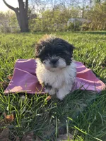 Mopsy, a female Bichon Frise and Shih Tzu for sale in Lexington, KY – Photo 1 of 3