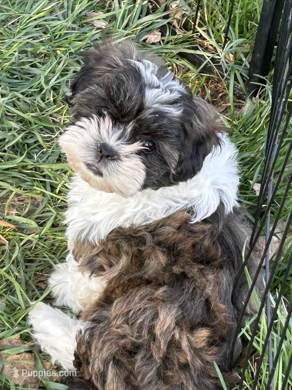 Mopsy – Bichon Frise, Shih Tzu puppy for sale in Lexington, KY