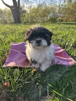 Mopsy, a female Bichon Frise and Shih Tzu for sale in Lexington, KY – Photo 3 of 3