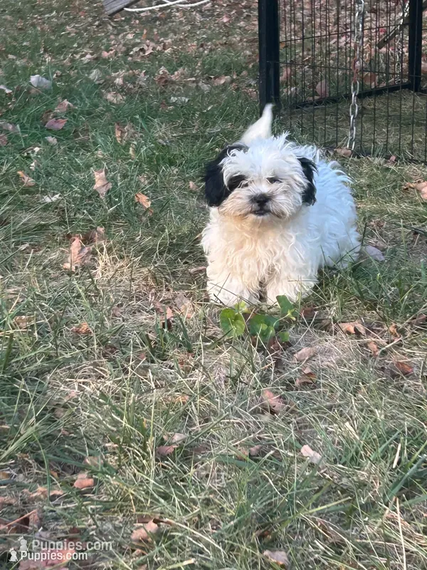 Smores – Bichon Frise, Shih Tzu puppy for sale in Lexington, KY