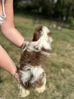 Snickers , a female Bichon Frise and Shih Tzu for sale in Lexington, KY – 3 of 3