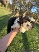 Poppy, a female Bichon Frise and Shih Tzu for sale in Lexington, KY – Photo 4 of 5