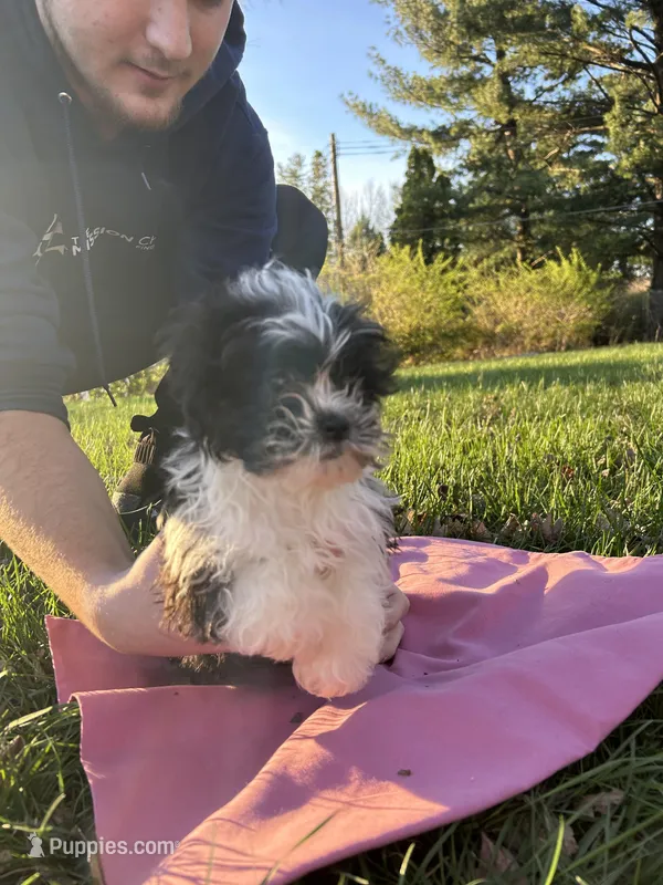Poppy – Bichon Frise, Shih Tzu puppy for sale in Lexington, KY