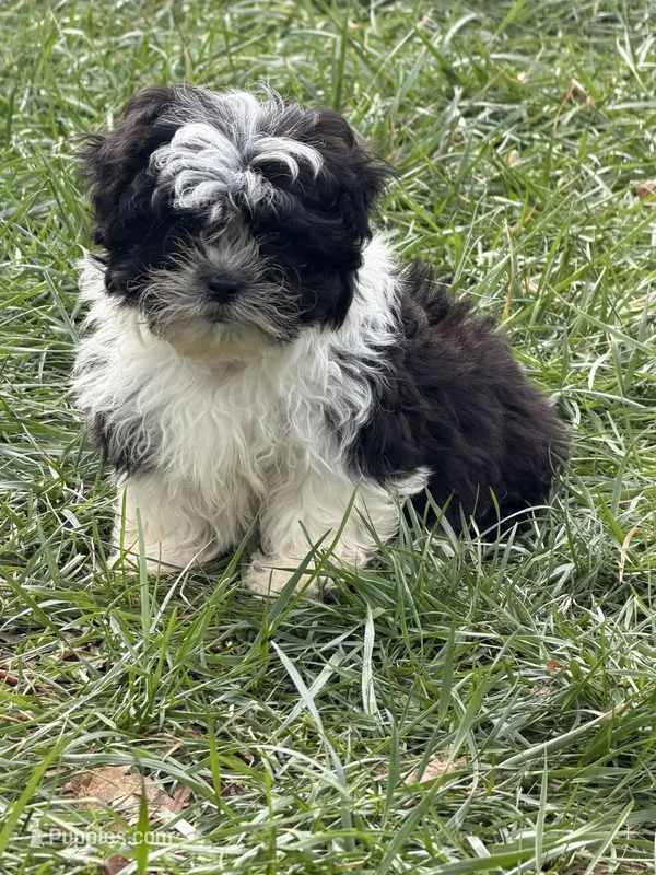 Poppy – Bichon Frise, Shih Tzu puppy for sale in Lexington, KY