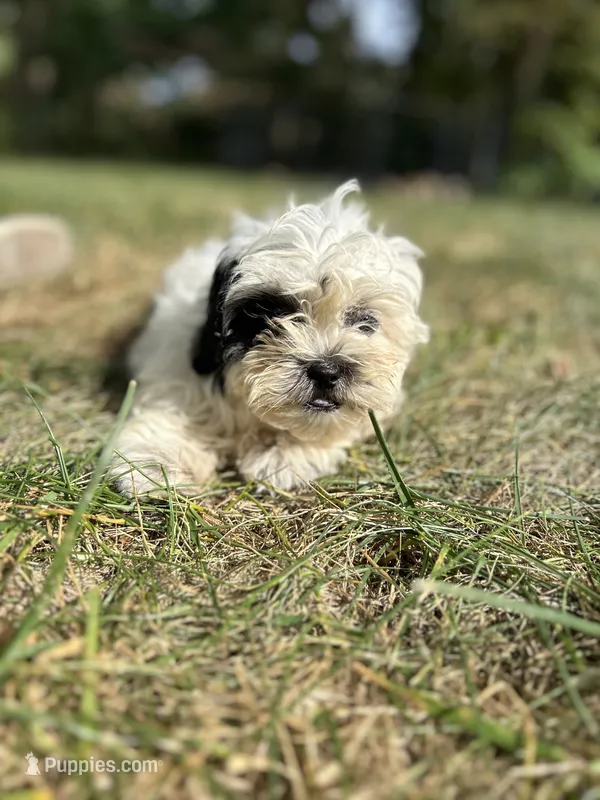 Smores – Bichon Frise, Shih Tzu puppy for sale in Lexington, KY