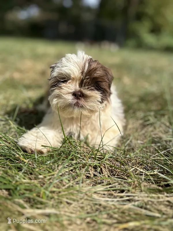Snickers  – Bichon Frise, Shih Tzu puppy for sale in Lexington, KY
