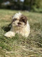 Snickers , a female Bichon Frise and Shih Tzu for sale in Lexington, KY – 1 of 3