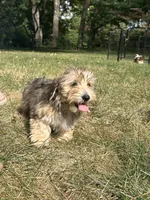 Winston , a male Bichon Frise and Yorkshire Terrier for sale in Lexington, KY – 2 of 3