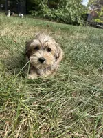 Churchill, a male Bichon Frise and Yorkshire Terrier for sale in Lexington, KY – 4 of 4