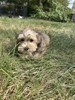 Churchill, a male Bichon Frise and Yorkshire Terrier for sale in Lexington, KY – 2 of 4
