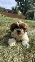 Chunky, a male Bichon Frise and Shih Tzu for sale in Lexington, KY – 2 of 5