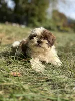 Snickers , a female Bichon Frise and Shih Tzu for sale in Lexington, KY – 2 of 3