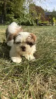 Twinkie, a female Bichon Frise and Shih Tzu for sale in Lexington, KY – 2 of 5