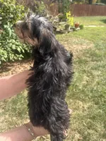 Elizabeth , a female Bichon Frise and Yorkshire Terrier for sale in Lexington, KY – 2 of 3