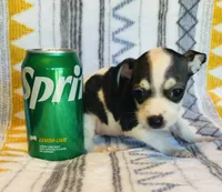 Trish, a female Chihuahua for sale in Vilonia, AR – 4 of 4