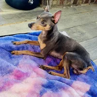 Spike , a male Miniature Pinscher for sale in Vilonia, AR – 5 of 5