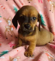 Chubs , a male Miniature Dachshund for sale in Vilonia, AR – Photo 4 of 4