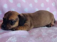 Chubs , a male Miniature Dachshund for sale in Vilonia, AR – Photo 1 of 4