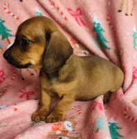 Chubs , a male Miniature Dachshund for sale in Vilonia, AR – Photo 2 of 4