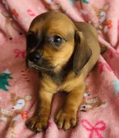 Chubs , a male Miniature Dachshund for sale in Vilonia, AR – Photo 3 of 4
